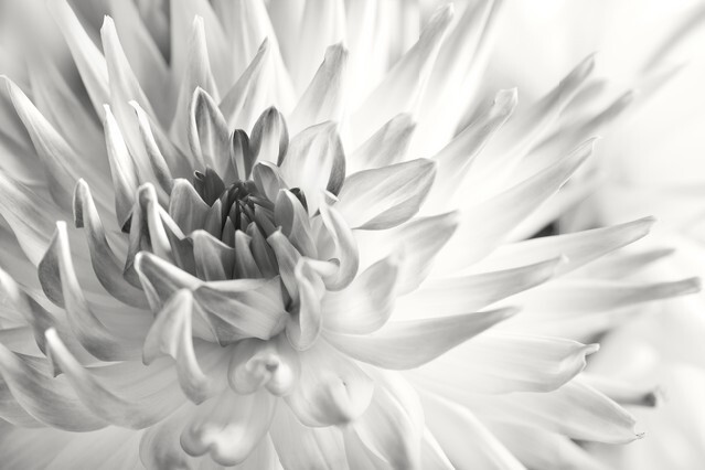 Closeup of dahlia flower macro studio shot